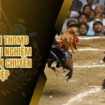 Đá Gà Đòn Thomo 3Win – Trải Nghiệm Trực Tuyến Chuyên Nghiệp