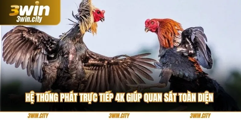Hệ thống phát trực tiếp 4K giúp quan sát toàn diện